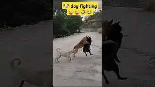 @dojacat @kidstvsongs #dog #dogshorts #dogfight #dogfight #pitbull #cat #animals  @Puravjha_