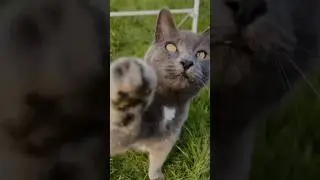 #кошка #котики #конкур #аджилити #cat #catjumping #catvideos #horse #showjumping #agility