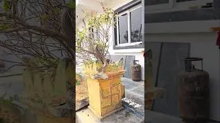 Спасение индийской пятнистой кобры 😱
