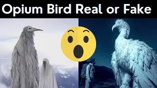 Opium Bird Real or Fake | Opium Bird Original Video | Opium Bird Real Video | Opium Bird kya hai