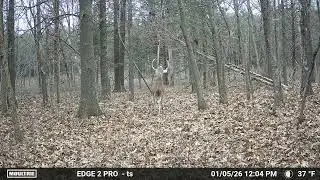 Rope scrape buck