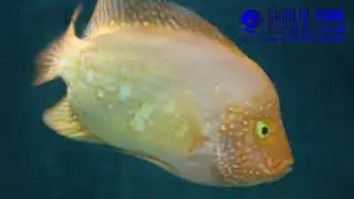 Red Texas Cichlid #shorts