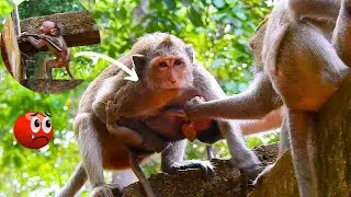 Poor Baby monkey jillien try to escape from the kidnapper, run so fast to call mom help..| Nice Clip