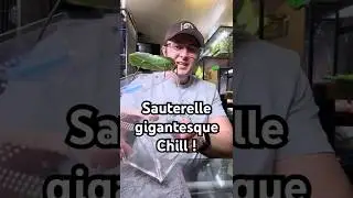 La sauterelle g&eacute;ante de Papouasie! #sauterelle #insectes #animaux #nacfamily #rock_n_insectesYT