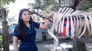 Articulaciones en el bovino.