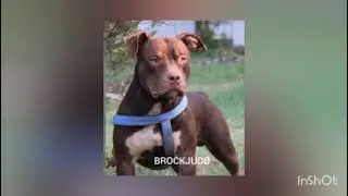 For Doberman fans