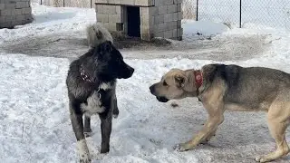 BOZO VE PANİ ARASINDA SAVAŞ DEVAM EDİYOR. PANİ KÖPEKLERİ ALIP BOZOYA ÇÖKME PLANLARI YAPIYOR