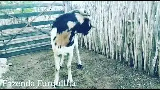 Reprodutor da Fazenda Furquilha