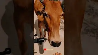 Respect 🐄🙏 #cow #status #sanatandharma #animal #viral #trinding #ytshorts