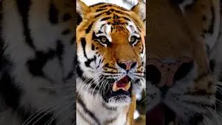 #Shorts | Tiger Roar - Sound Effects