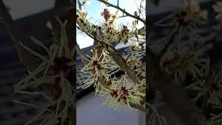 Spring ☀️ Hamamelis vernalis 🥰