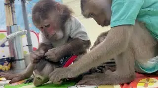 Monkey Sam & Asher take care of baby Bob very well