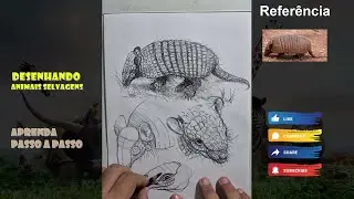 Desenhando Animais Selvagens passo a passo 007 #wildlife #drawing