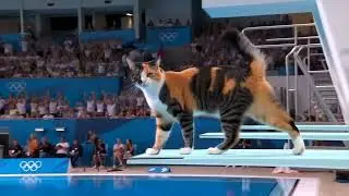 The Olympic Diver Was Replaced by a Cat 😭