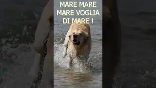 AMICO CON FIORI, #canevideo, #cane, #canecorsolove, #dogtraining, #dog, #canedacaccia, #love