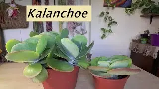 Kalanchoe Thyrsiflora o Luciae. Trasplante. Suculenta. #kalanchoeluciae #kalanchoe #suculentas