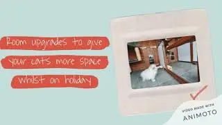 Adorable cute cat photos taken at the pets country manor