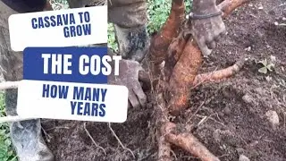 Farming and Construction/plant this Type of cassava/And get rich Grow to get money