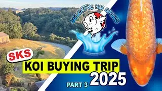 SKS Koi buying trip 2025 (Part 3)