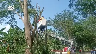 Antisipasi Pohon Tumbang, Pemkab Ngawi Pangkas Pohon Tepi Jalan