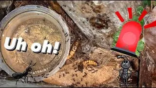 Tarantula FEEDING (feat. Ants) DISASTER !!!