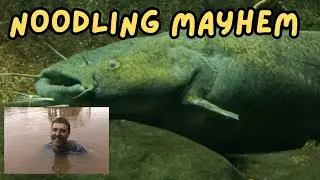 Noodling Mayhem