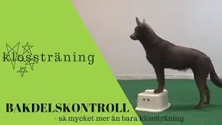 Klosstr&auml;ning med Esme, dom f&ouml;rsta stegen.