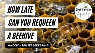 How Late Can You Requeen A Beehive - Late Season Queen Replacement Explained