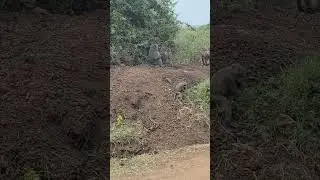 Jungle life in  Nairobi National Park #wildlife #giraffe #lion #zebras #chimpanzee