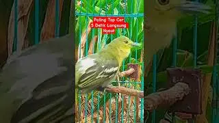 Pancingan Burung Sirtu Cipoh Gacor  5 Detik Langsung Nyaut #sirtugacor #shorts