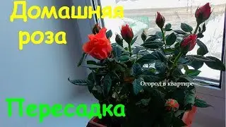 Домашняя роза как подарок к 8 марта.Пересадка после покупки
