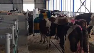 SCHURR Kuhb&uuml;rste 2-B&uuml;rstensystem 2min nach Montage 👍🏻💪SCHURR cow-brush 2min after installation