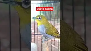 pleci betina buxtoni manggil jantan #plecigacor