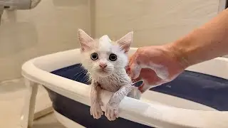 ノミだらけで怪我してた子猫を保護して初めてお風呂に入れたらこうなっちゃいました…