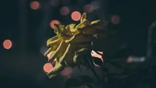 *The Last Lovely Love* Emotional trap beat of 