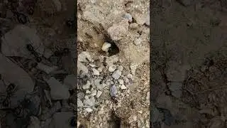 Ants Carrying Bread to Home🐜