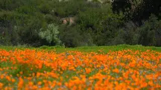 Super Bloom & Butterfly Migration | Murrieta CA 4K