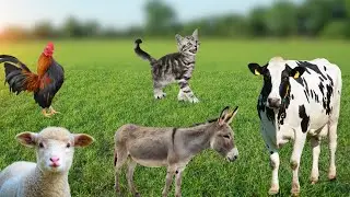 Animais da Fazenda: Ovelha, vaca, galo, gato, cachorro, coelho