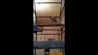 Canário Belga Estourado