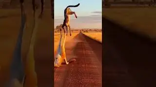 Aerial Kick Breaks the Rush 🦘⚡ #MeowMeowTime #Meow #Clickhype #cute #adorable #lindo #tierno