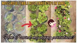 moss rose/ portulaca/ table rose plant care & tips in தமிழ்/ how I saved  my dying portulaca ?
