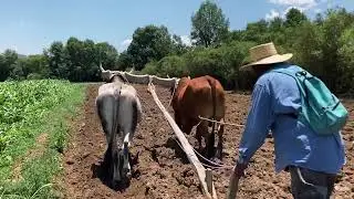 El Arado Con Yunta de Bueyes En México
