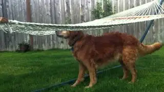 Golden Retriever vs. Border Collie - A dog lesson in problem solving