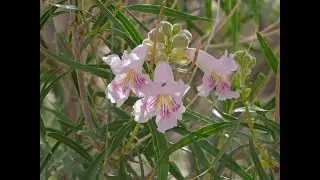 Desert Willow, pollinators, Red Rock Canyon - June 1 2025
