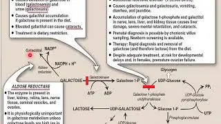 Lecture of Ms. Kiran Butt on Topic: Metab of Mono and Disaccharides Part-II