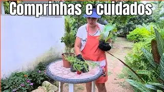 Novas plantas em casa 🌿 plantio e primeiros cuidados