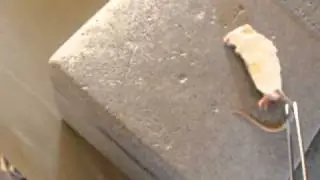 Nattern mal ganz brutal