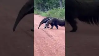 The Giant Anteater__Myrmecophaga_tridactyla__is_a_unique_and_fascinating_mammal_native_to_Cen