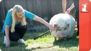 Peggy-Sue the Pot-bellied Pig - Tails of Hope