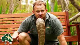 10 Most DEFENSIVE Venomous Snakes In The World! | Venom Diaries